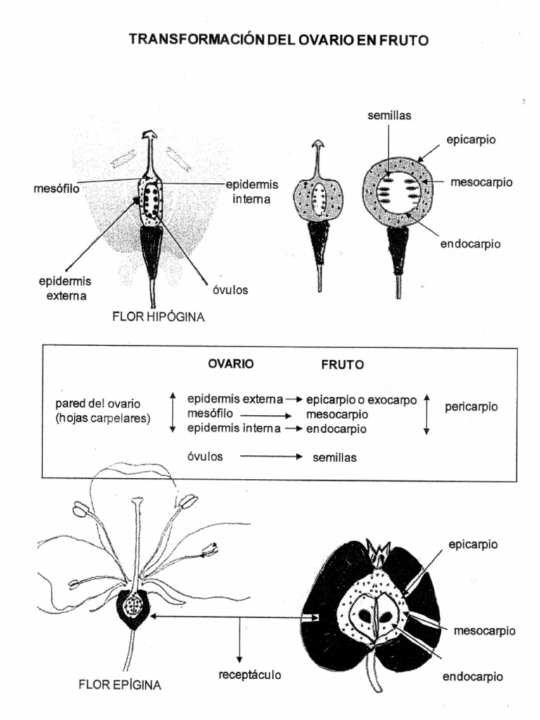 Fruto | PDF