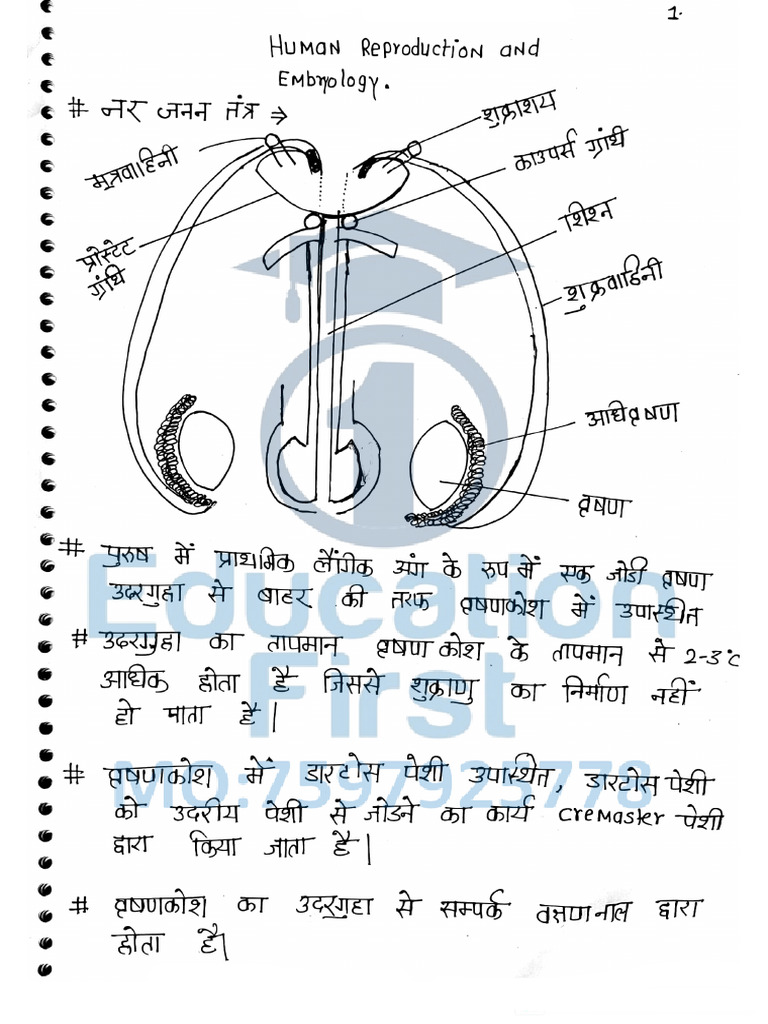 Human Reproductive System, Embryology and Human Health - 19652391 ...