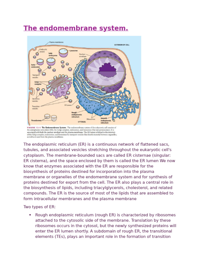 The Endomembrane System_Week 3 Slot b | PDF | Endoplasmic Reticulum ...