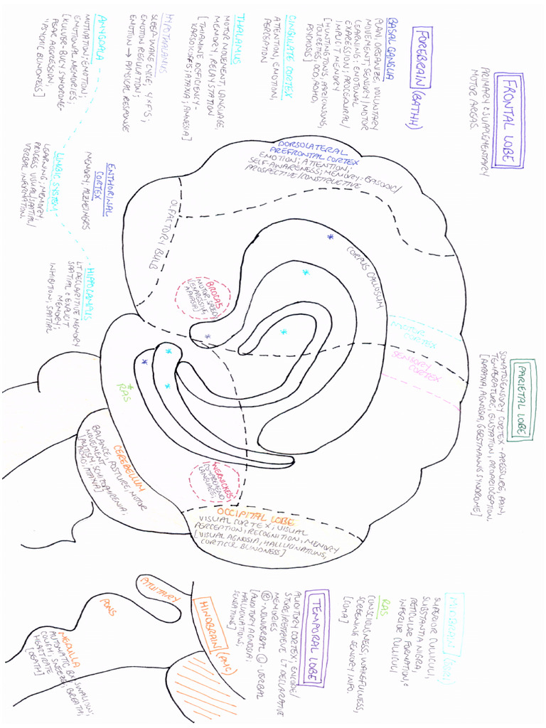 EPPP Brain Info | PDF