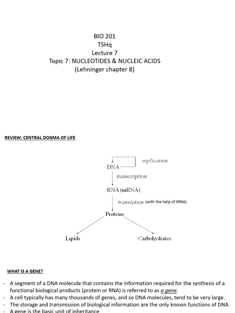 BIO 201 Lecture 7 (2 Files Merged) | PDF | Nucleotides | Rna