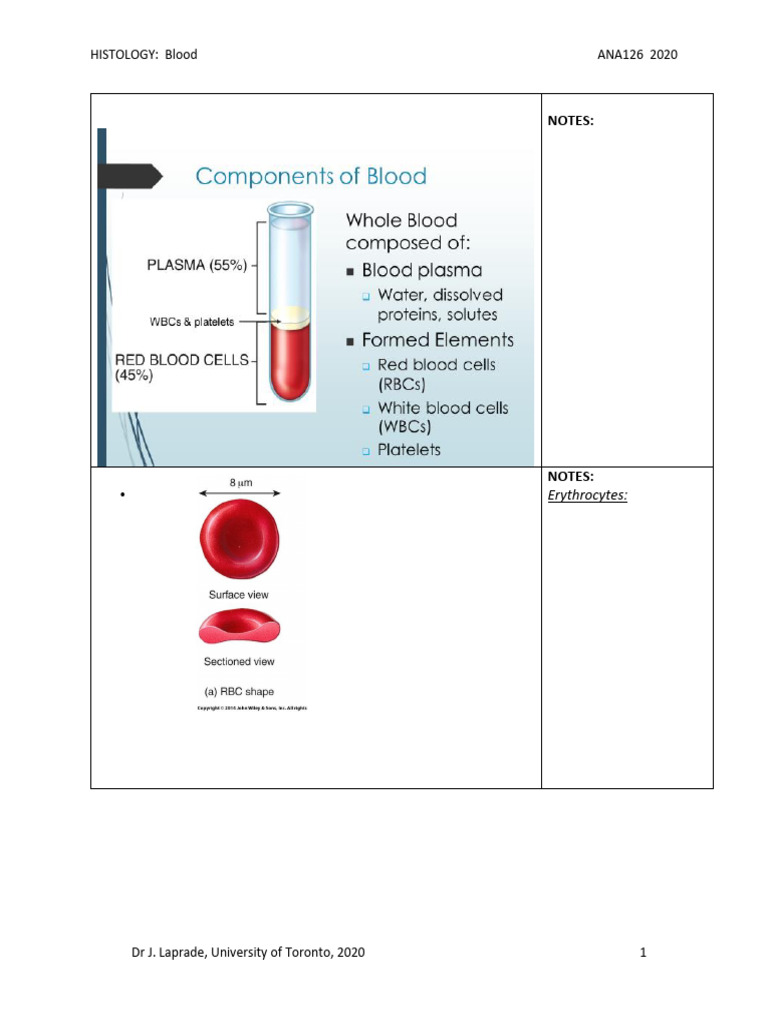 Blood Histo - 2020 | PDF | White Blood Cell | Lymphocyte
