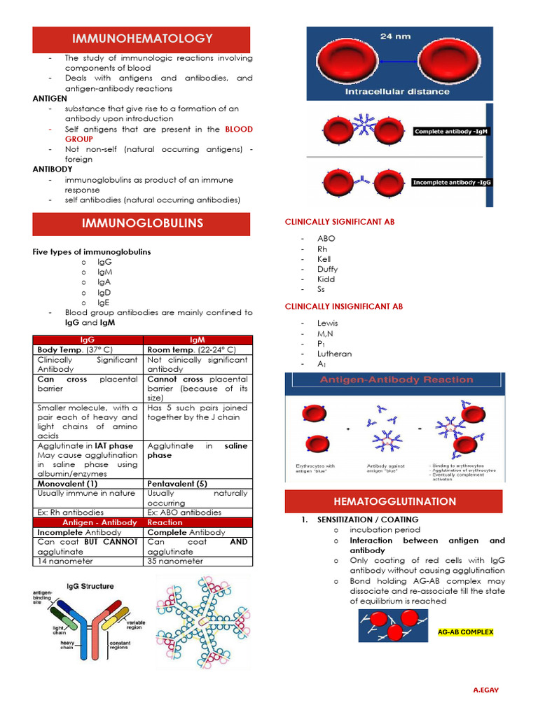 Immunohema Prelim Ampe 2 | PDF | Antibody | Biochemistry