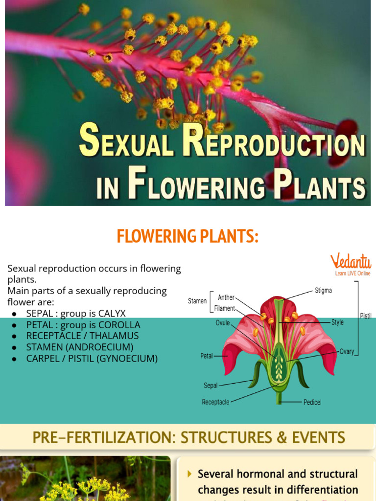 Reproduction in Flowering Plant | PDF