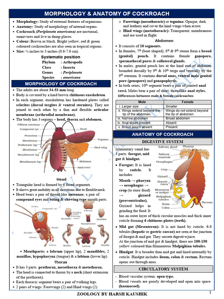 Cockroach and Frog Notes by ZHK Sir | PDF | Gastrointestinal Tract | Vein
