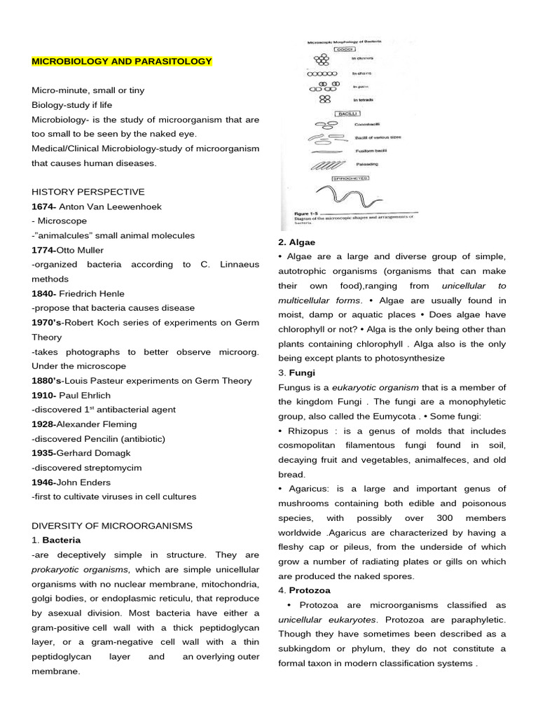 Microbio(Notes) | PDF | Immune System | White Blood Cell