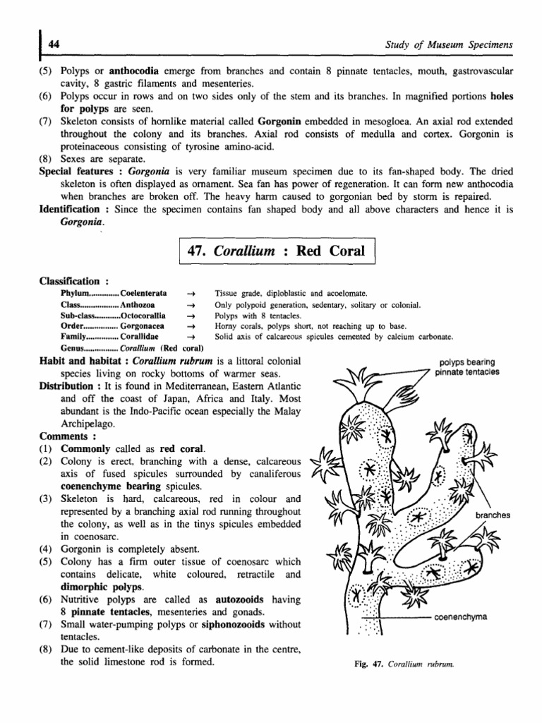 4190 Practical Zoology Invertebrate 240921 095324 61 90 | PDF | Coral