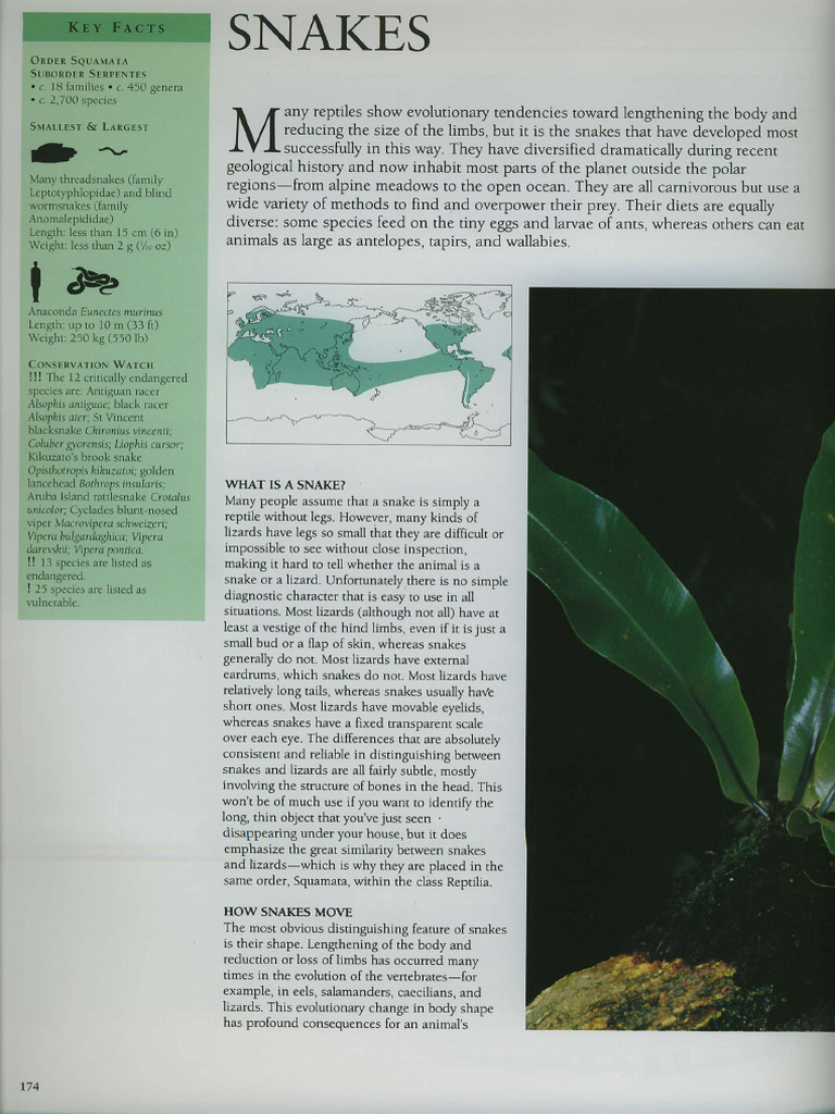 Shine - 1992 - Snakes - in Encyclopedia of Animals Reptiles and ...