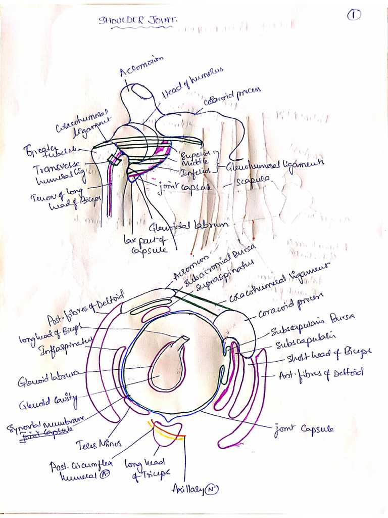 Anatomy David Sir Hand Written Notes | PDF