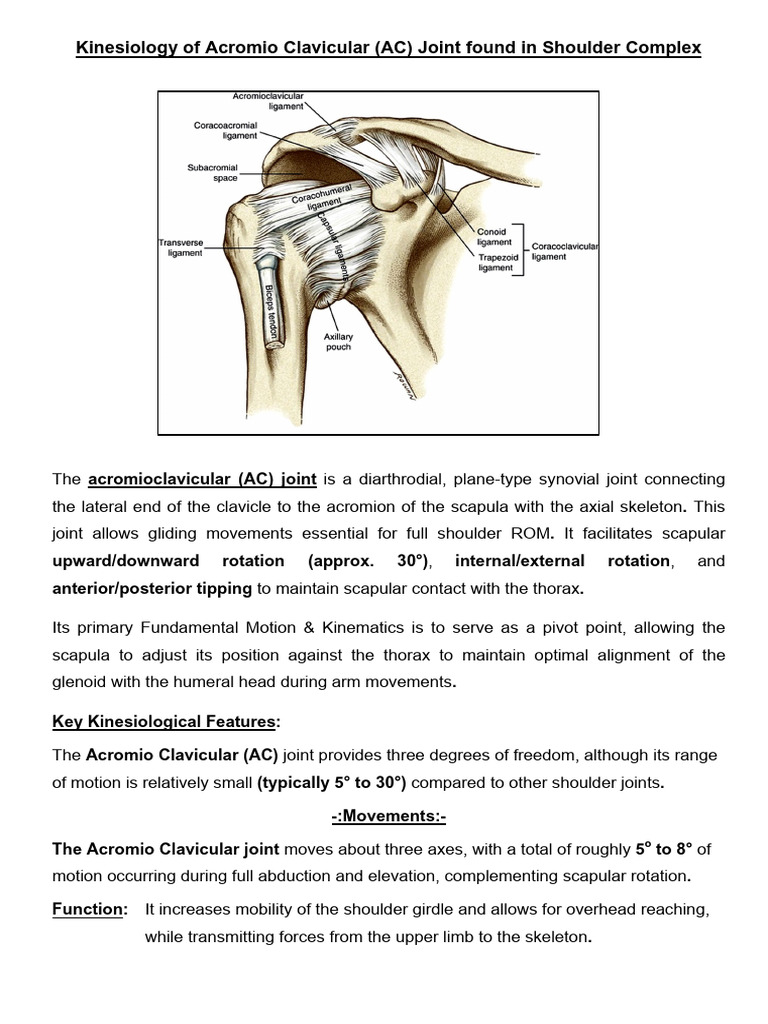 Kinesiology of AC Joint | PDF | Anatomical Terms Of Motion ...