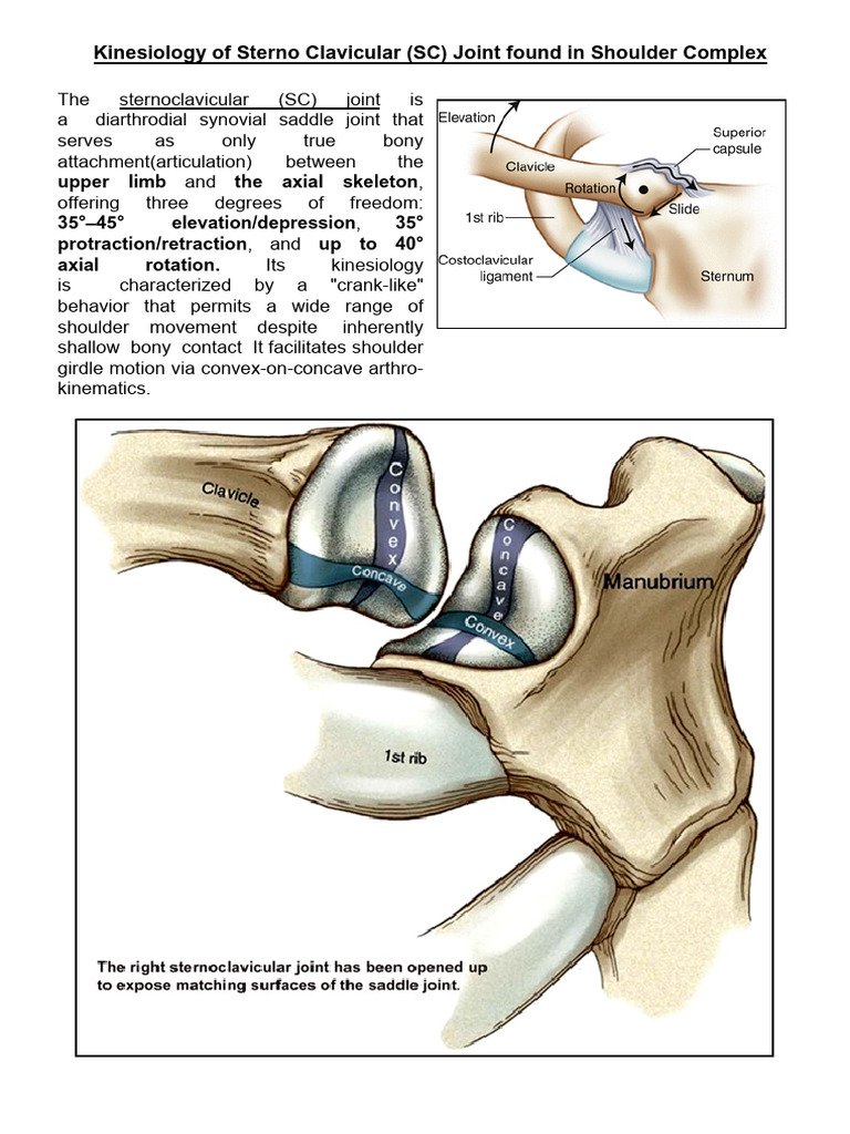 Kinesiology of SC Joint | PDF | Anatomical Terms Of Motion ...