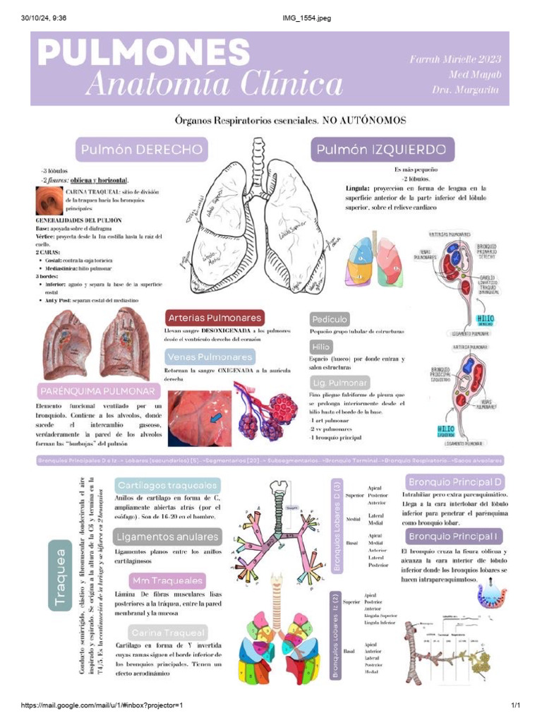 Anatomia Pulmones | PDF