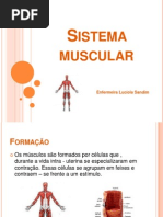 Sistema Muscular