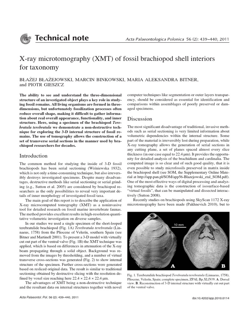 X-Ray Microtomography XMT of Fossil Brachiopod She | PDF | Tomography ...