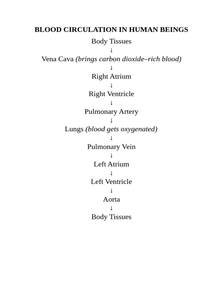 Blood Circulation in Human Beings | PDF