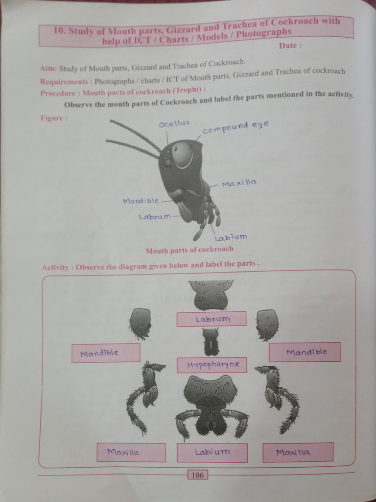 Mouth Parts of Cockroach | PDF | Mouth | Arthropods