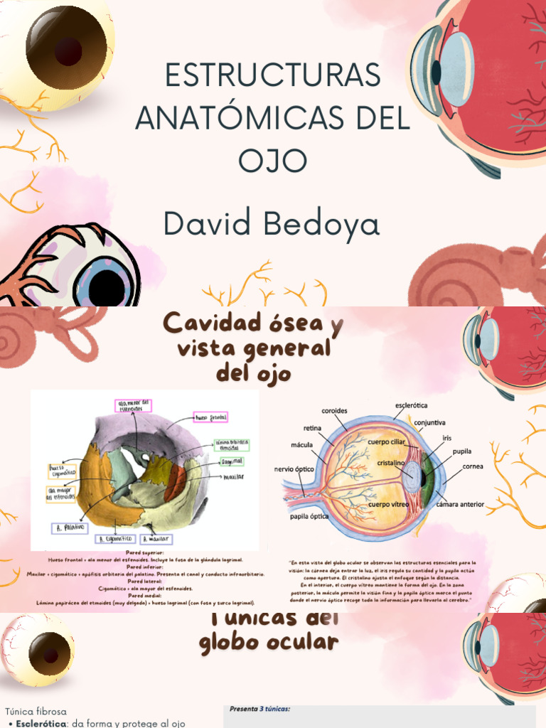 Estructuras Anatómicas Del Ojo | PDF | Ojo humano | Percepción visual