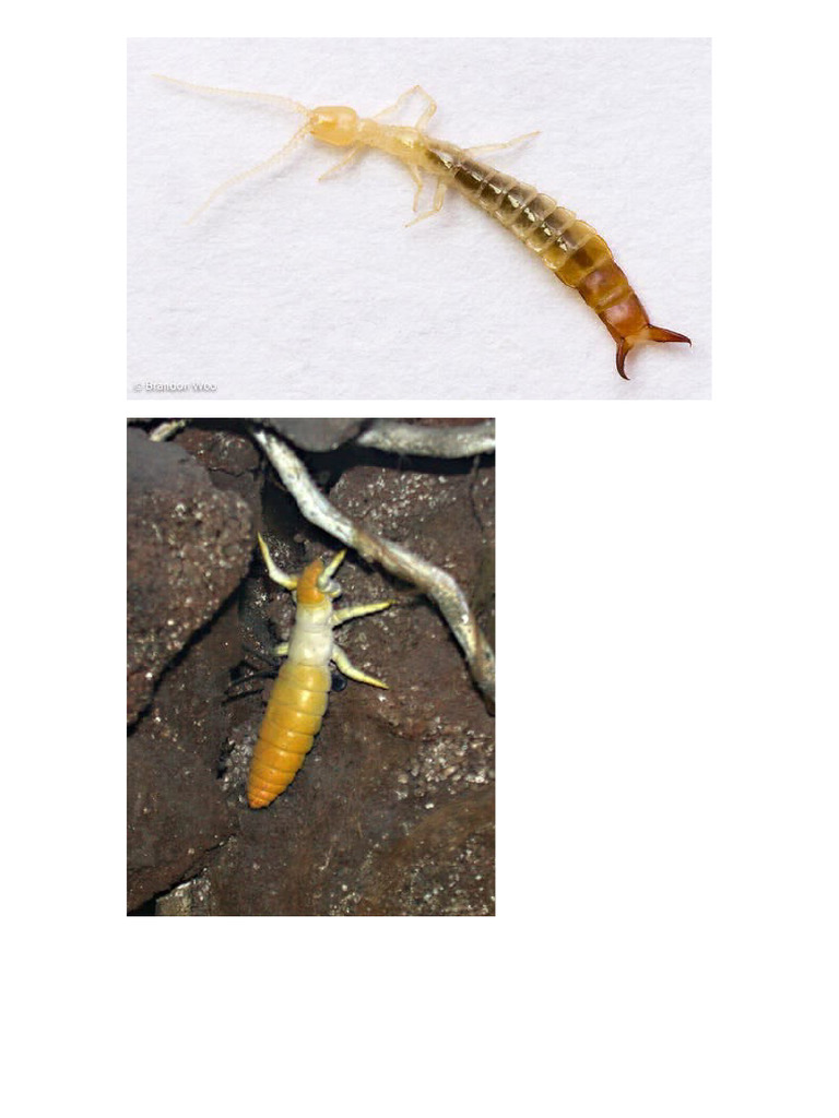 Apterygota Images | PDF
