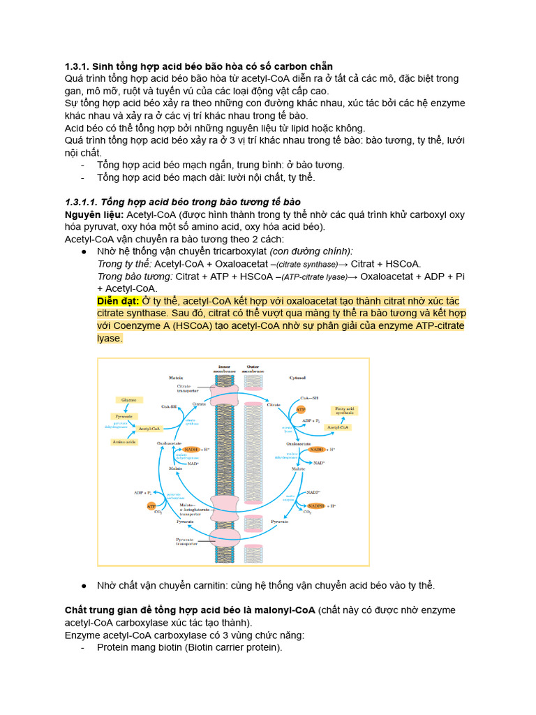 Sinh T NG H P Acid Béo | PDF