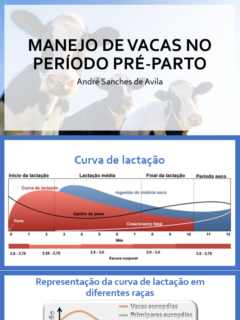 Aula 10 - Manejo de Vacas No PR Parto | PDF | Gravidez | Amamentação