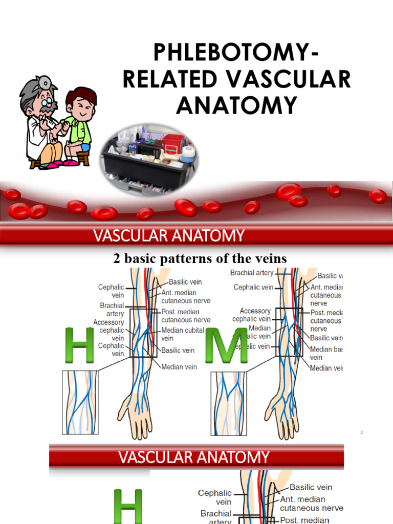 Phlebotomy Related Vascular Anatomy | PDF
