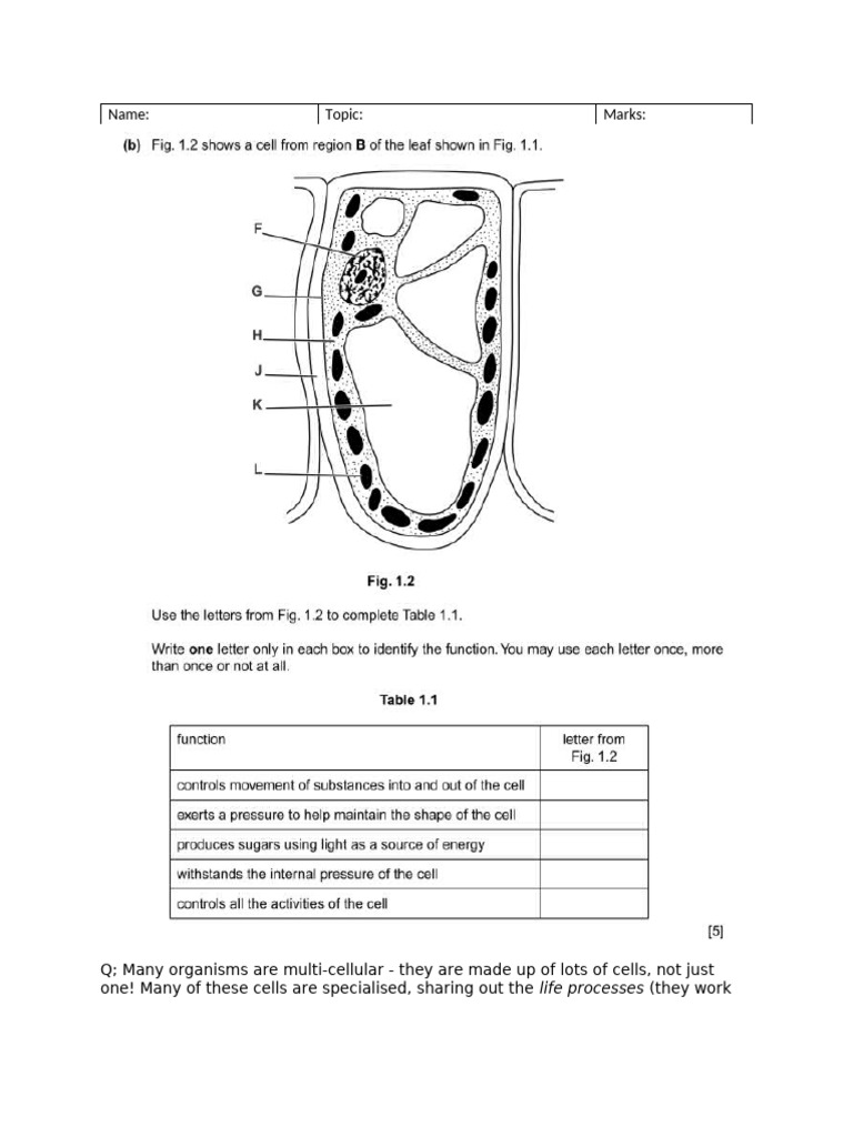 Cell Structure Test25 | PDF