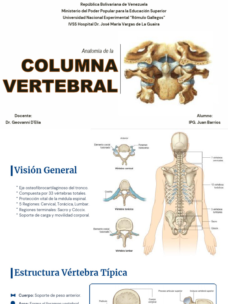 Anatomía de La Columna Vertebral Basica 2 | PDF | Vértebra | Articulación