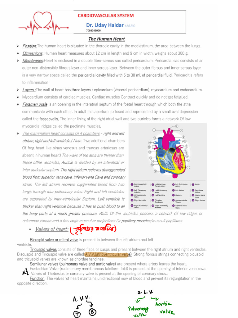 Heart | PDF