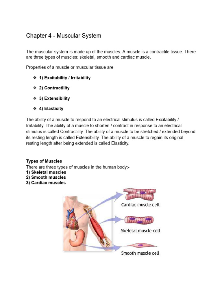 Chapter 4 - Muscular System | PDF | Skeletal Muscle | Muscle Contraction