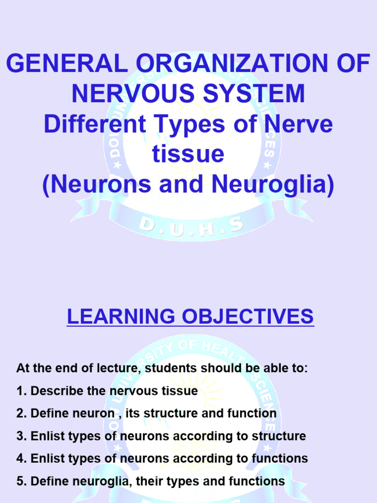 Gross General Organization Of Nervous System Different Types Of Nerve Photo Inspiration