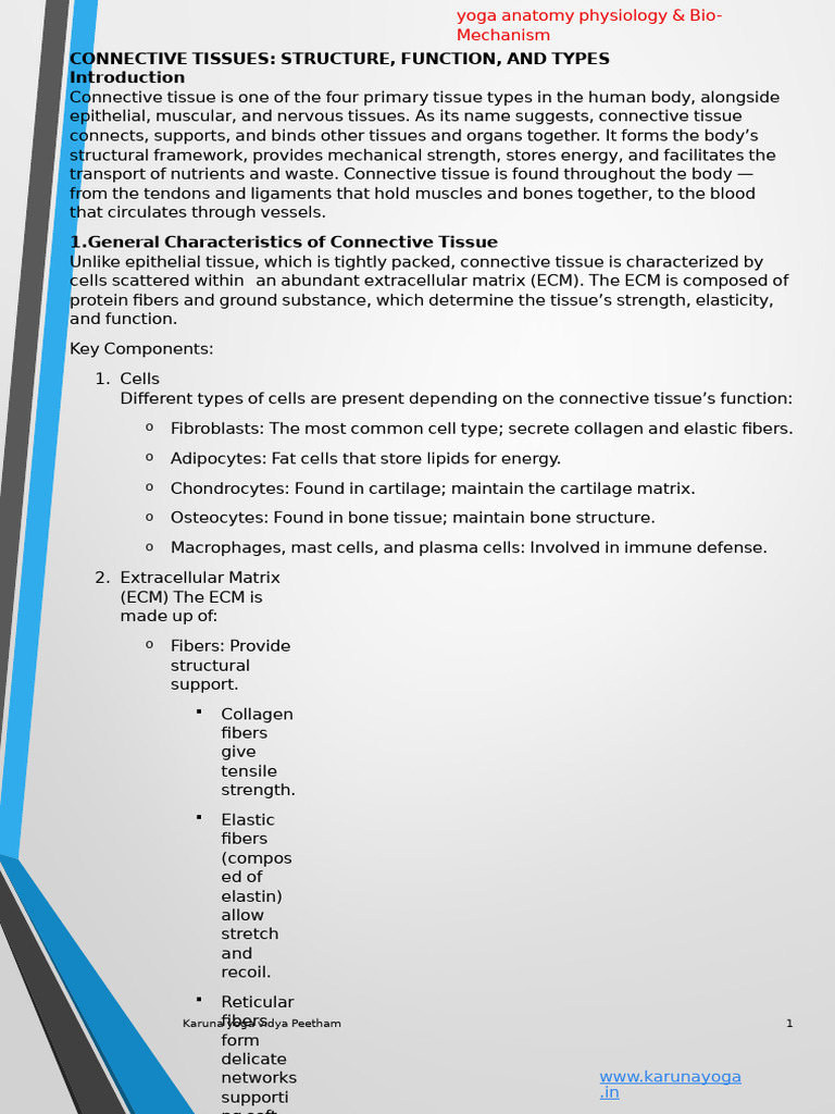 Connective Tissues Structure, Function, and Types | PDF | Connective ...