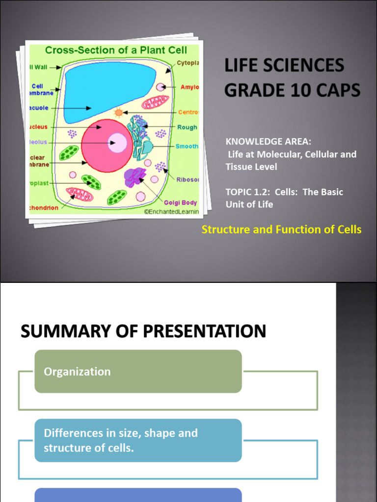 Cell Structure and Functions (L) | PDF | Cytoplasm | Cell (Biology)