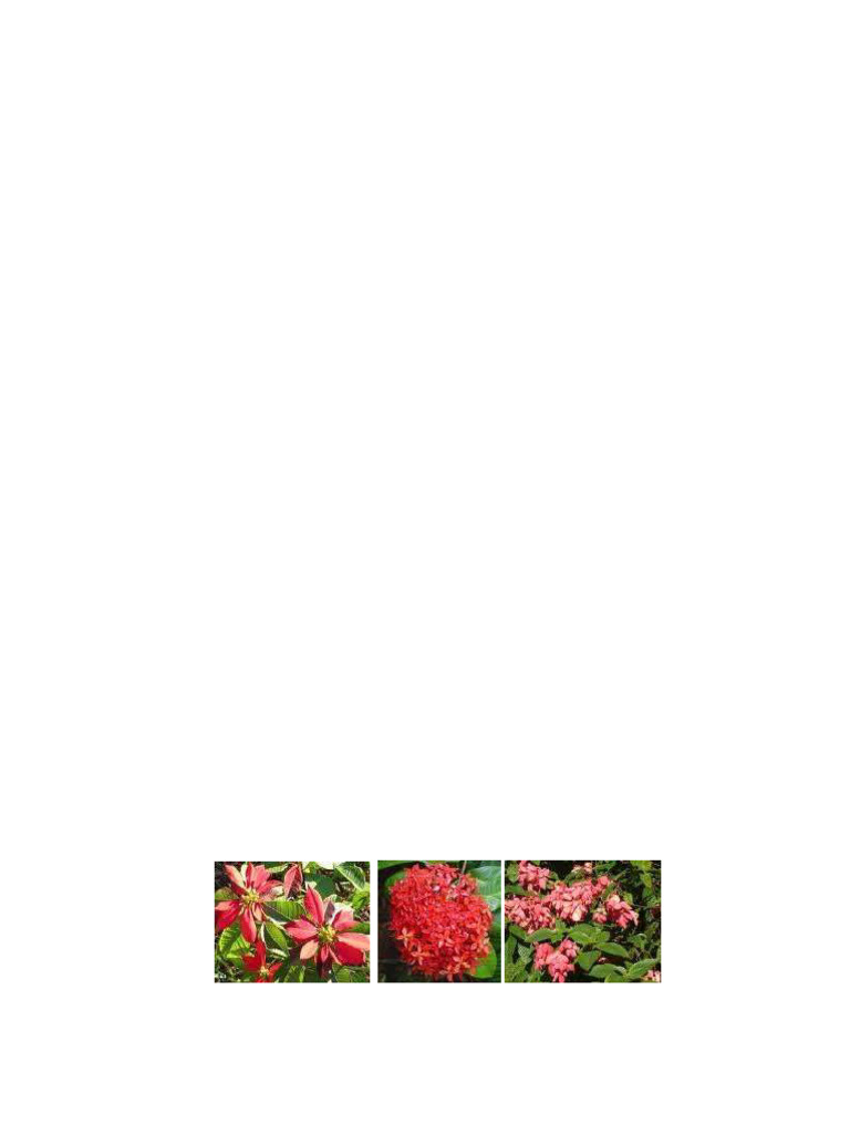 Identify Landscape Shrubs and Annuals | PDF | Shrub | Leaf