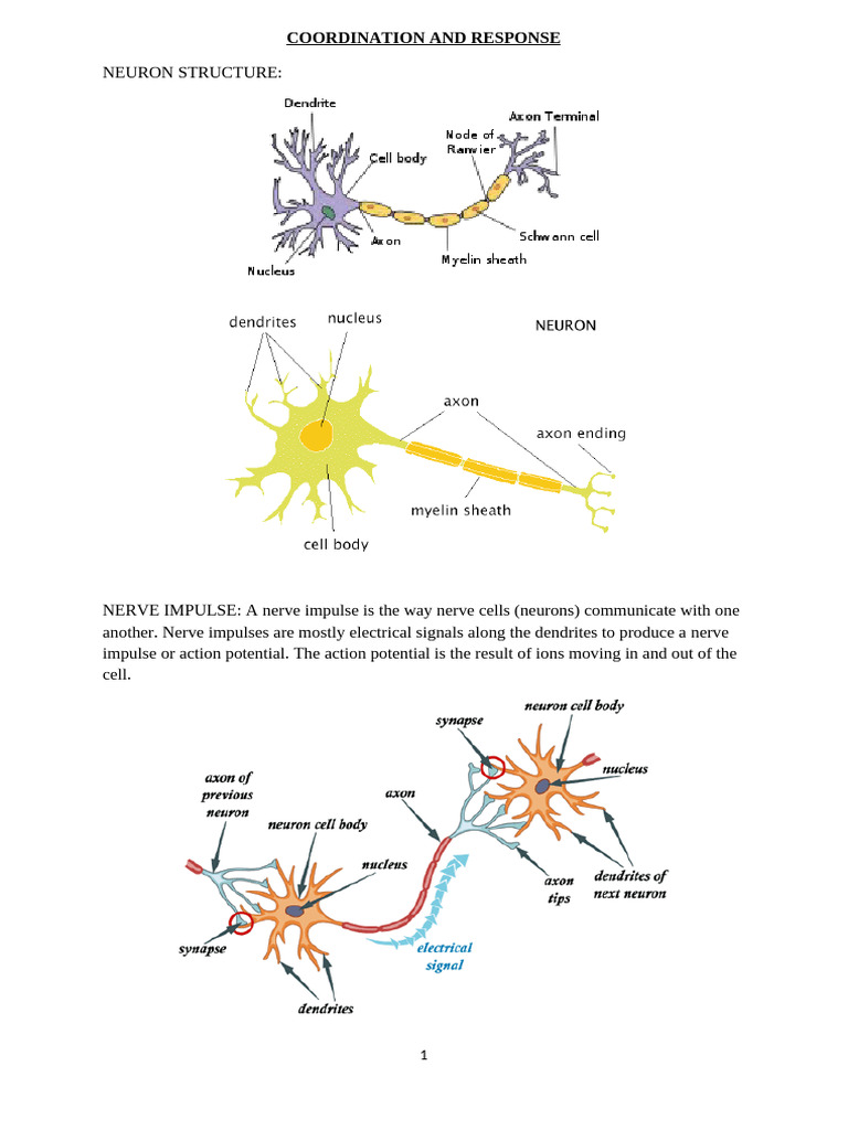 Chap 7 Coordination and Response-2 | PDF | Chemical Synapse | Central ...