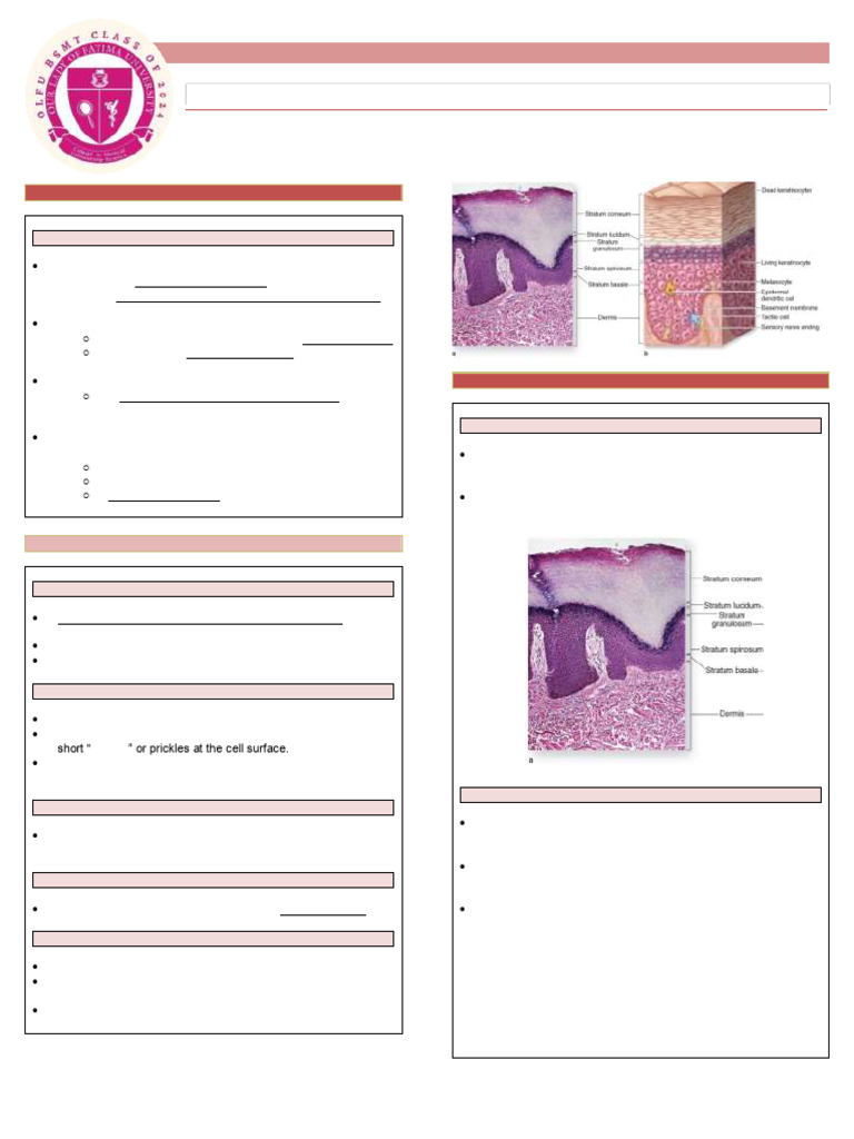 Human Histology 211 for Medical Laboratory Science Laboratory 9 Skin ...