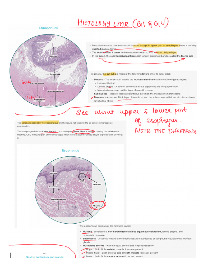 Histology Lmr Gi and Gu | PDF