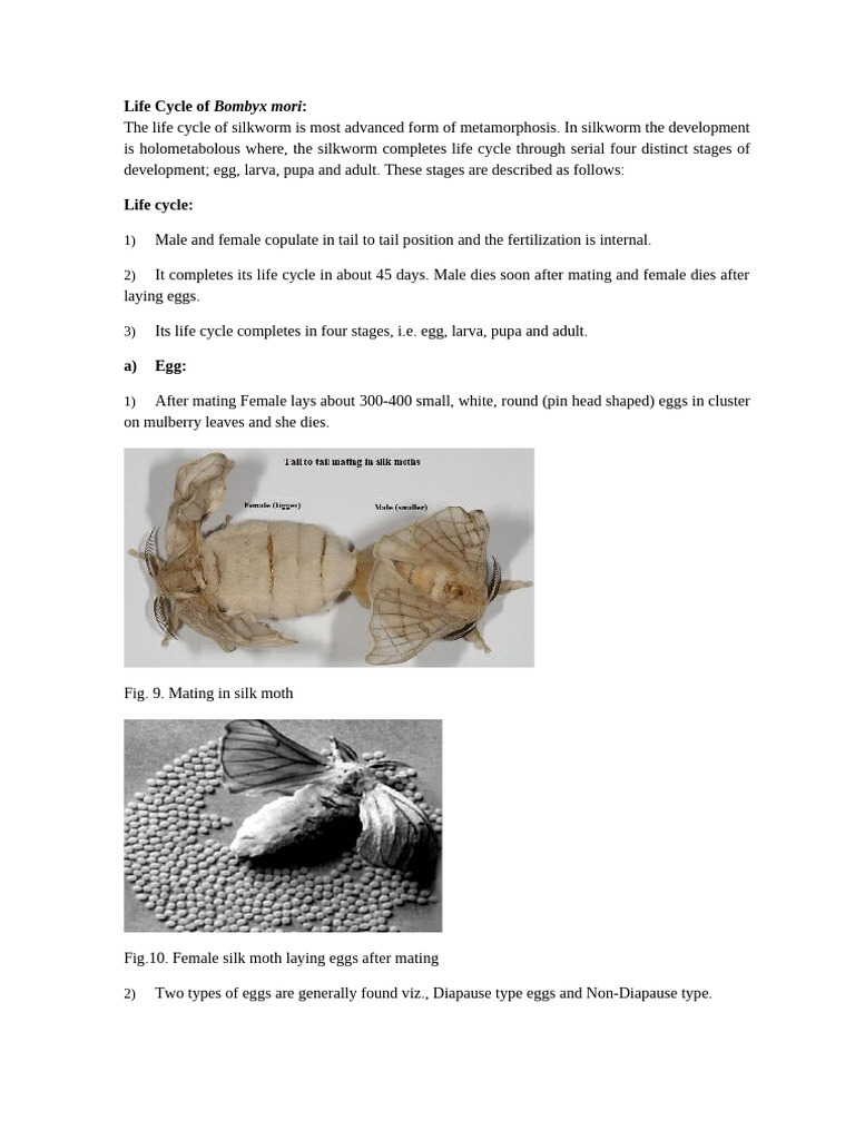Life Cycle of Bombyx mori | PDF | Pupa | Insects