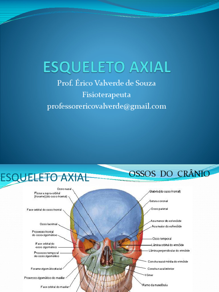 Aula 02 - Sistema Esquelético Axial | PDF | Vértebra | Sistema Esquelético