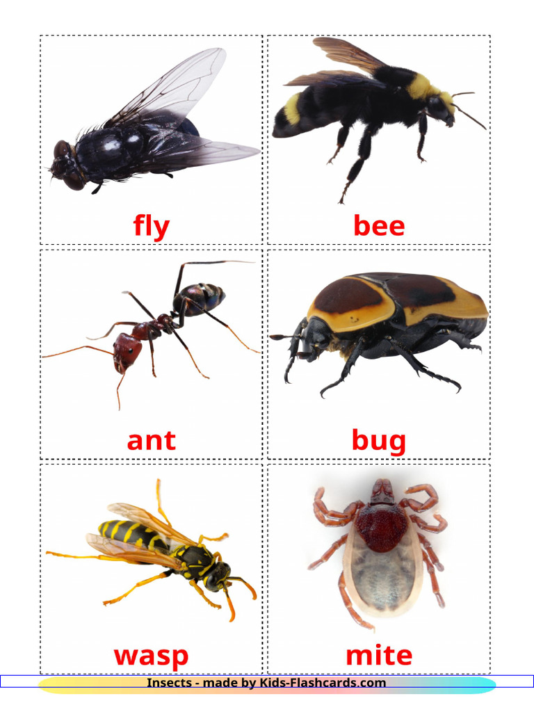 Insects 6 A4 | PDF