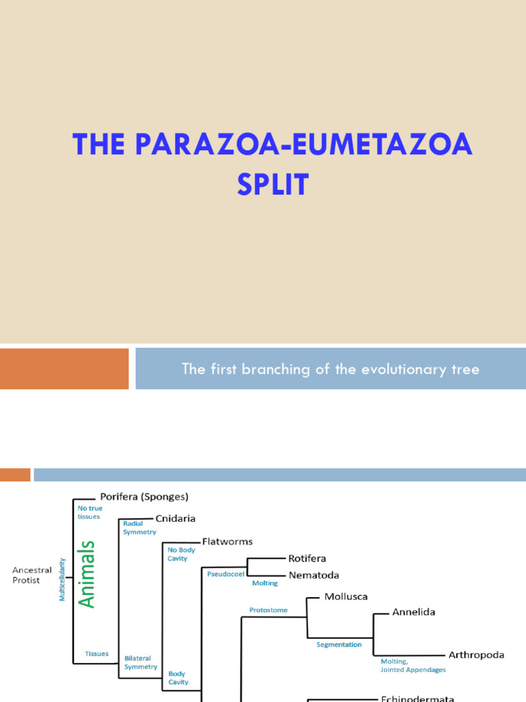 2026 - Lecture 05 - Parazoa-Eumetazoa Split | PDF | Sponge | Biology
