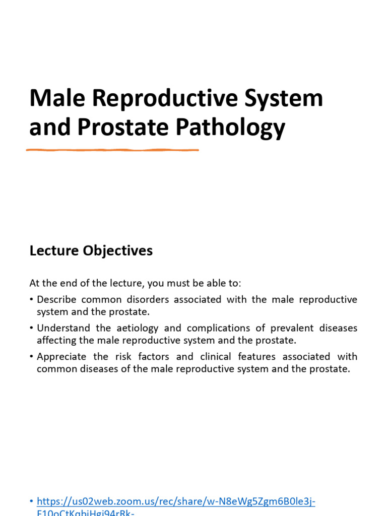 Male Reproductive System and Prostate Pathology | PDF | Prostate | Testicle