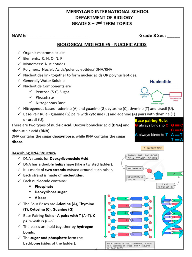 Second Term Biology Revision Notes | PDF | Nucleotides | Nucleic Acids