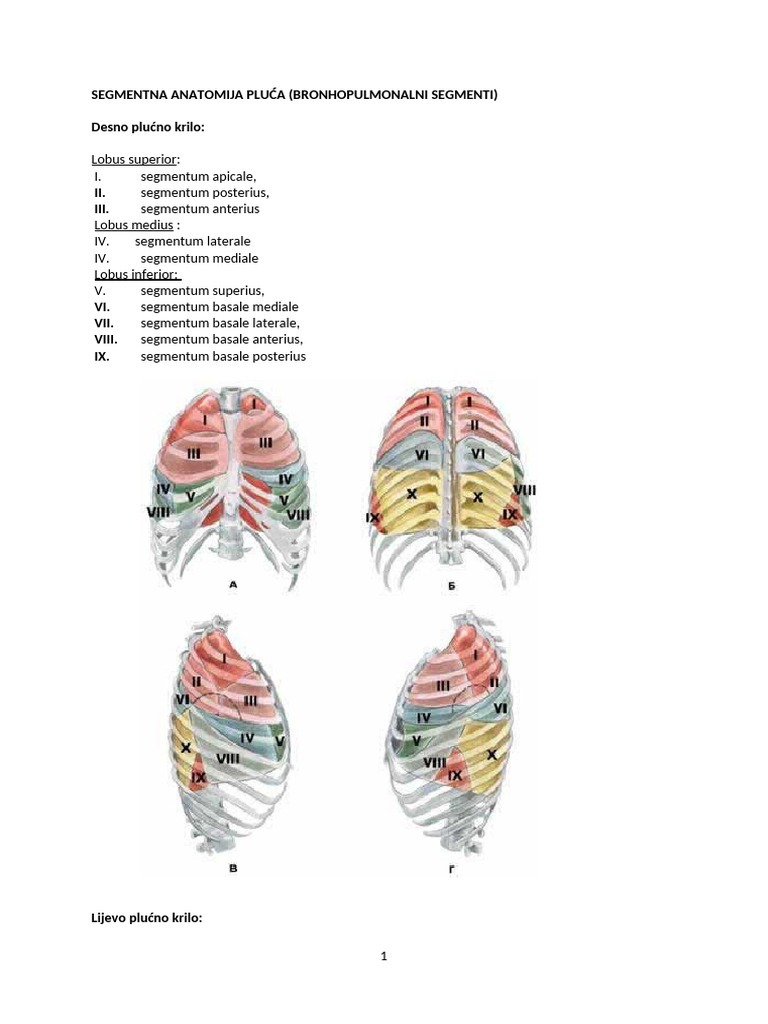 Toraks | PDF