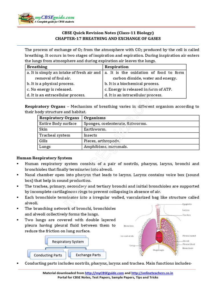 11 Biology Notes Ch17 Breathing and Exchange of Gases | PDF ...