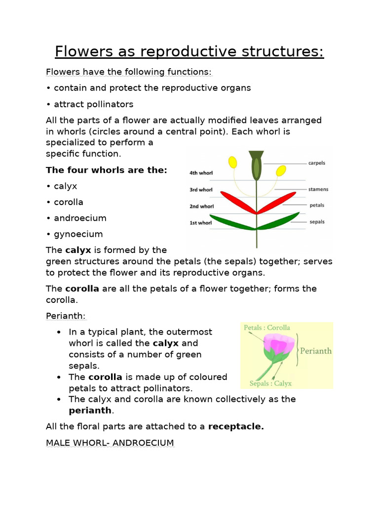 Flowers As Reproductive Structures | PDF | Flowers | Petal