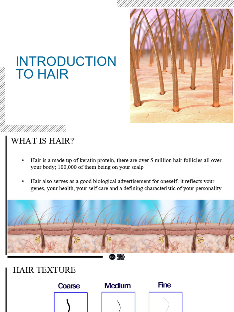 Hair Structure | PDF