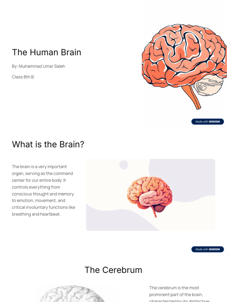 The Human Brain | PDF