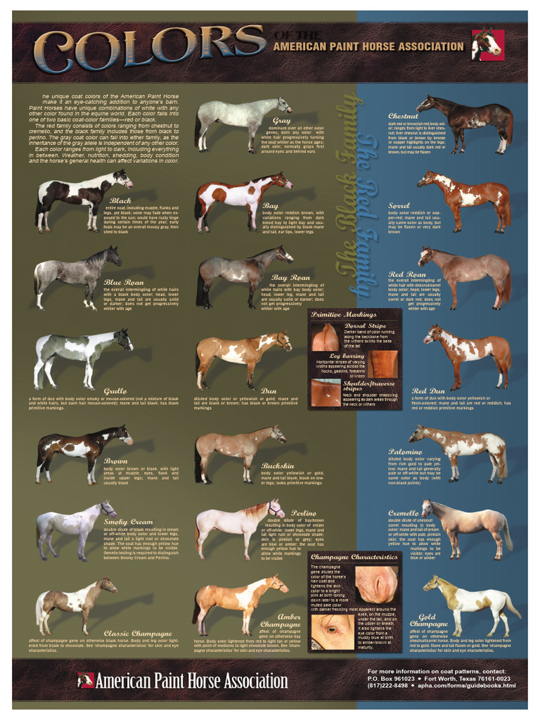 Colors Poster | PDF | Horses | Equus (Genus)