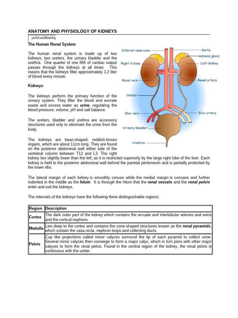 Anatomy and Physiology of Kidneys | PDF