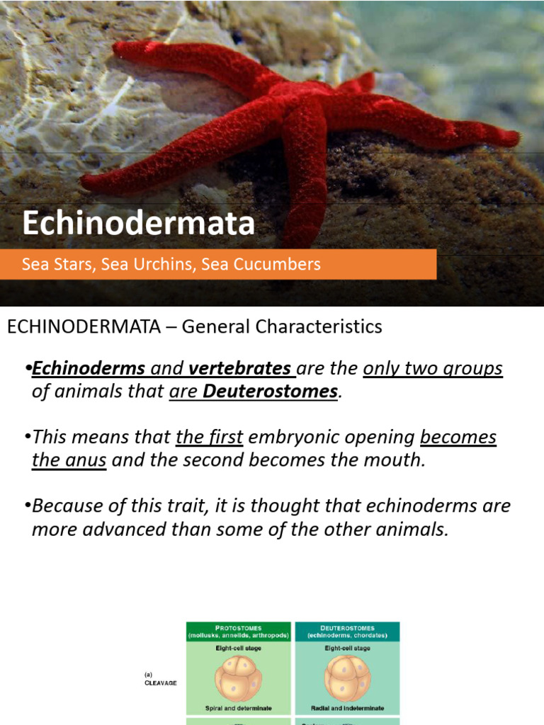 LiSc11 - 08 Echinodermata | PDF | Organisms | Zoology